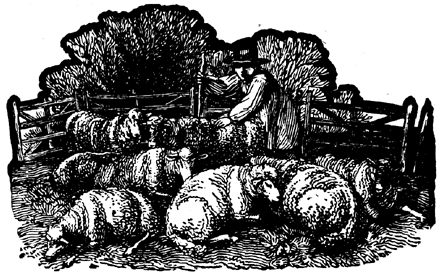 More About Milk Sheep: Ewes, Lambing and Feeding Tips Image